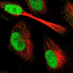 C9orf142 Antibody in Immunocytochemistry (ICC/IF)