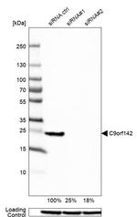 C9orf142 Antibody