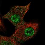 FLRG Antibody in Immunocytochemistry (ICC/IF)