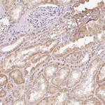 FLRG Antibody in Immunohistochemistry (Paraffin) (IHC (P))