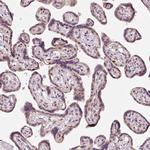 FLRG Antibody in Immunohistochemistry (Paraffin) (IHC (P))