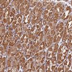 NUDT12 Antibody in Immunohistochemistry (Paraffin) (IHC (P))