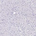 DSPG3 Antibody in Immunohistochemistry (Paraffin) (IHC (P))