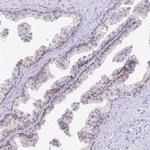 DSPG3 Antibody in Immunohistochemistry (Paraffin) (IHC (P))