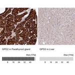 GPD2 Antibody in Immunohistochemistry (IHC)