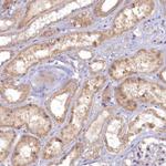 EFHA1 Antibody in Immunohistochemistry (Paraffin) (IHC (P))