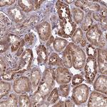 MINT3 Antibody in Immunohistochemistry (Paraffin) (IHC (P))