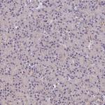 MINT3 Antibody in Immunohistochemistry (Paraffin) (IHC (P))