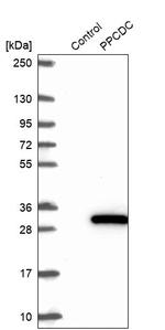 PPCDC Antibody in Western Blot (WB)