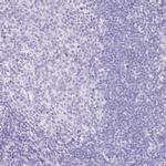 HAPLN2 Antibody in Immunohistochemistry (Paraffin) (IHC (P))