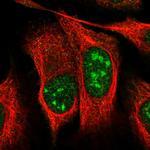 UTP11L Antibody in Immunocytochemistry (ICC/IF)