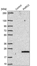 PNRC2 Antibody in Western Blot (WB)