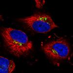 NSUN6 Antibody in Immunocytochemistry (ICC/IF)