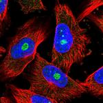 CRBN Antibody in Immunocytochemistry (ICC/IF)