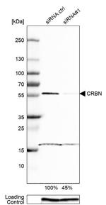 CRBN Antibody in Western Blot (WB)