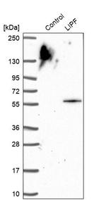 LIPF Antibody in Western Blot (WB)