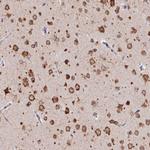 RNF121 Antibody in Immunohistochemistry (Paraffin) (IHC (P))