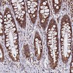 RNF121 Antibody in Immunohistochemistry (Paraffin) (IHC (P))