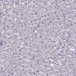 SV2B Antibody in Immunohistochemistry (Paraffin) (IHC (P))