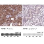 Aquaporin 8 Antibody in Immunohistochemistry (IHC)