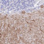 GNG13 Antibody in Immunohistochemistry (Paraffin) (IHC (P))