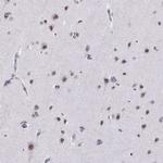 CARTPT Antibody in Immunohistochemistry (Paraffin) (IHC (P))