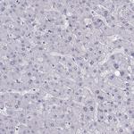 CARTPT Antibody in Immunohistochemistry (Paraffin) (IHC (P))