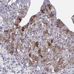 CARTPT Antibody in Immunohistochemistry (IHC)