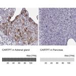 CARTPT Antibody