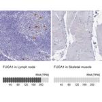 FUCA1 Antibody