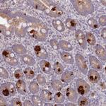 Alsin Antibody in Immunohistochemistry (Paraffin) (IHC (P))