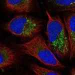 FBXW5 Antibody in Immunocytochemistry (ICC/IF)