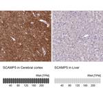 SCAMP5 Antibody in Immunohistochemistry (IHC)