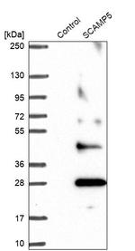 SCAMP5 Antibody in Western Blot (WB)