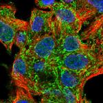 SUCLG2 Antibody in Immunocytochemistry (ICC/IF)