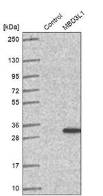 MBD3L1 Antibody in Western Blot (WB)