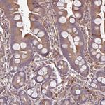 GNPDA2 Antibody in Immunohistochemistry (IHC)