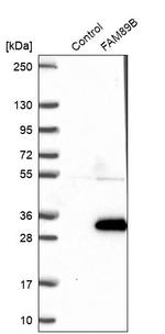 FAM89B Antibody in Western Blot (WB)