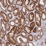 OR10Q1 Antibody in Immunohistochemistry (Paraffin) (IHC (P))