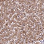 OR10Q1 Antibody in Immunohistochemistry (Paraffin) (IHC (P))