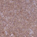 OR10Q1 Antibody in Immunohistochemistry (Paraffin) (IHC (P))