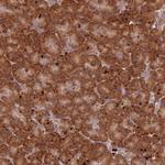 RPS28 Antibody in Immunohistochemistry (Paraffin) (IHC (P))