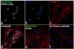 Galectin 9 Antibody in Immunocytochemistry (ICC/IF)