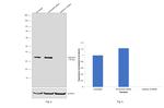 Galectin 9 Antibody