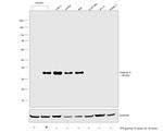 Galectin 9 Antibody in Western Blot (WB)