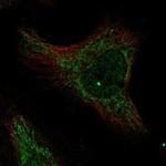 MRPL36 Antibody in Immunocytochemistry (ICC/IF)