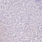 MRPL36 Antibody in Immunohistochemistry (Paraffin) (IHC (P))