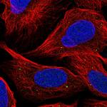 GPR180 Antibody in Immunocytochemistry (ICC/IF)