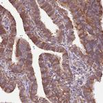 SCARA3 Antibody in Immunohistochemistry (Paraffin) (IHC (P))