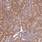 SCARA3 Antibody in Immunohistochemistry (Paraffin) (IHC (P))